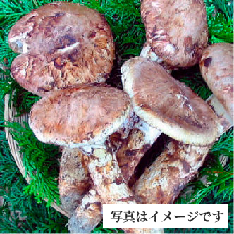 信州松茸三、五万円コース