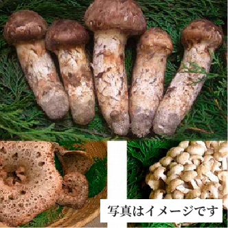 おまかせ松茸と旬の天然きのこセット
